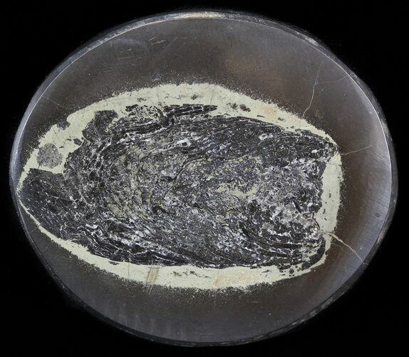 Polished Fish Coprolite (Fossil Poo) - Scotland #44683